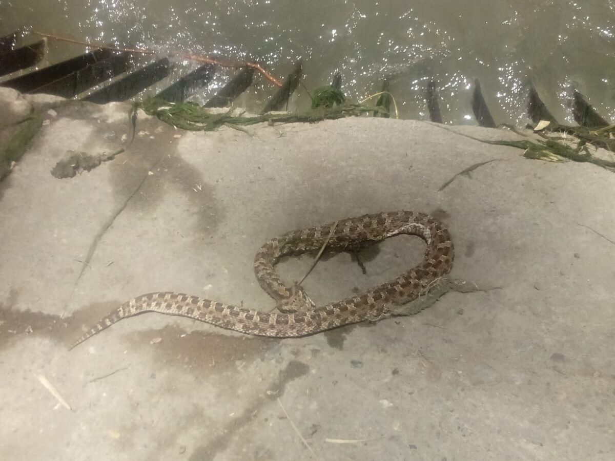 Presencia de Yarará en canales de riego de Malargüe aumenta el riesgo para la población. Advierten sobre el peligro y recomiendan precaución.