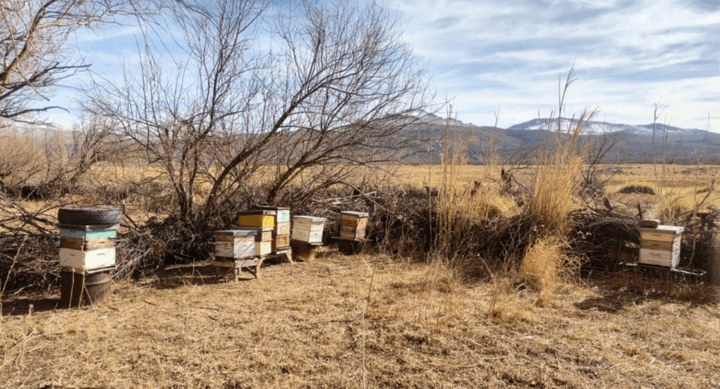 Iniciaron un relevamiento sanitario de apicultores en Malargüe para conocer el estado de los apiarios y proponer un plan sanitario.
