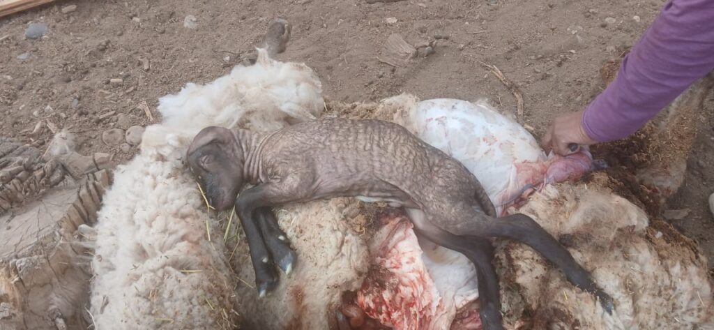 Vecinos de la Colonia Pehuenche compartieron reiterados ataques de perros sueltos a animales de cría. La situación preocupa a la comunidad.